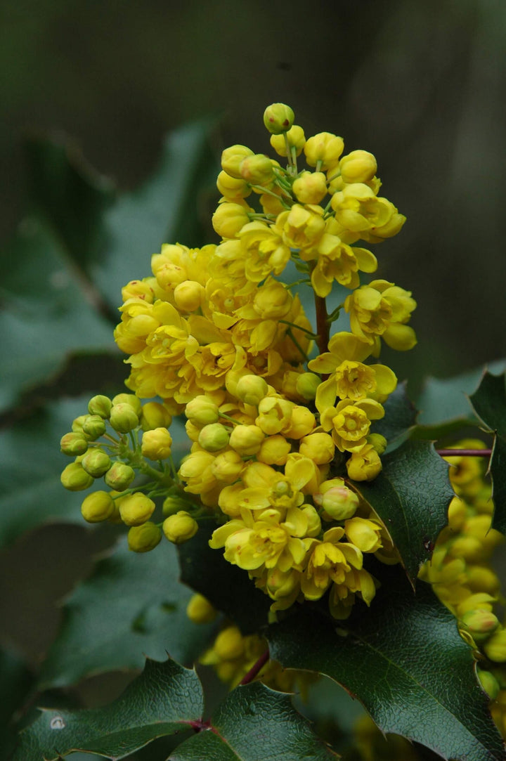 Mahonia Flower Seeds – Heirloom, Non-GMO, High Germination Seeds for Planting