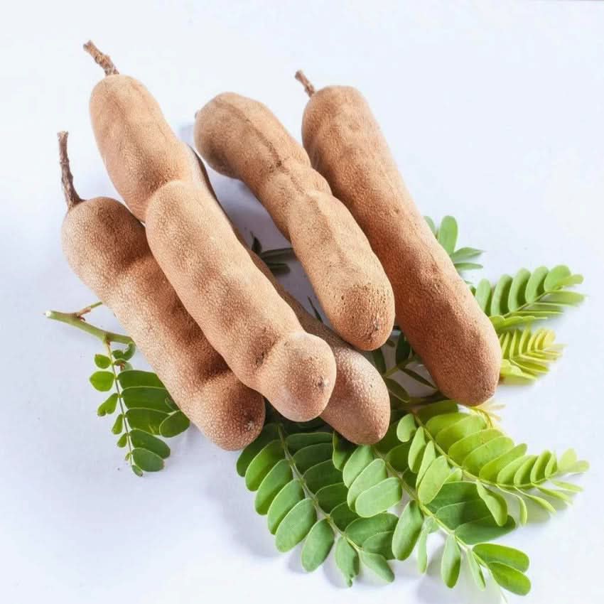Tamarind Tree herb seeds
