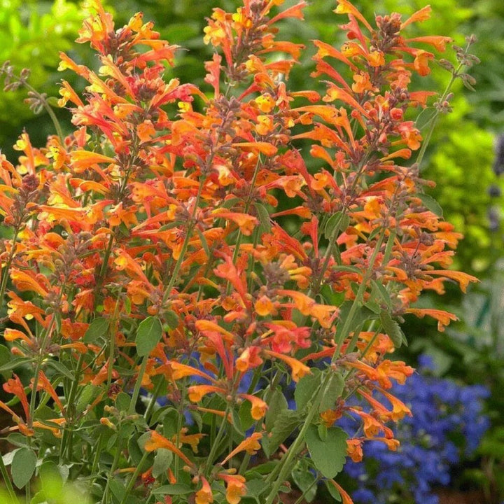 Orange Agastache Aurantiaca Flower Seeds – Heirloom, Non-GMO, High Germination Seeds