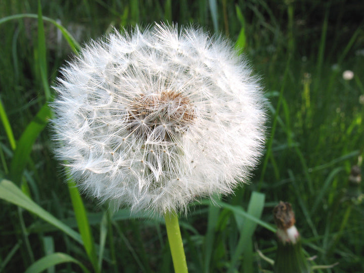 Dandelion Taraxacum Flower Seeds – Heirloom Non-GMO Organic Garden Seeds for Planting