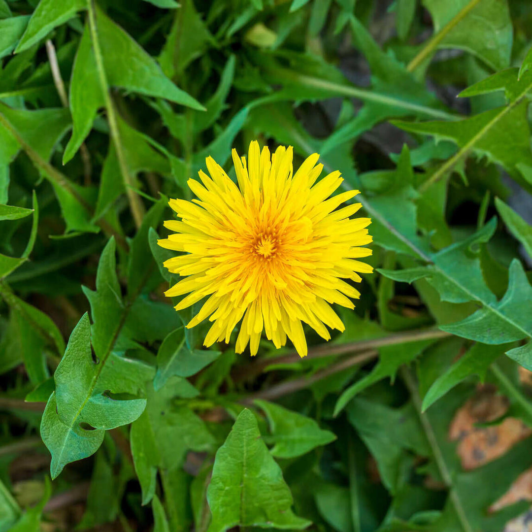 Tarassaco Taraxacum herb seeds
