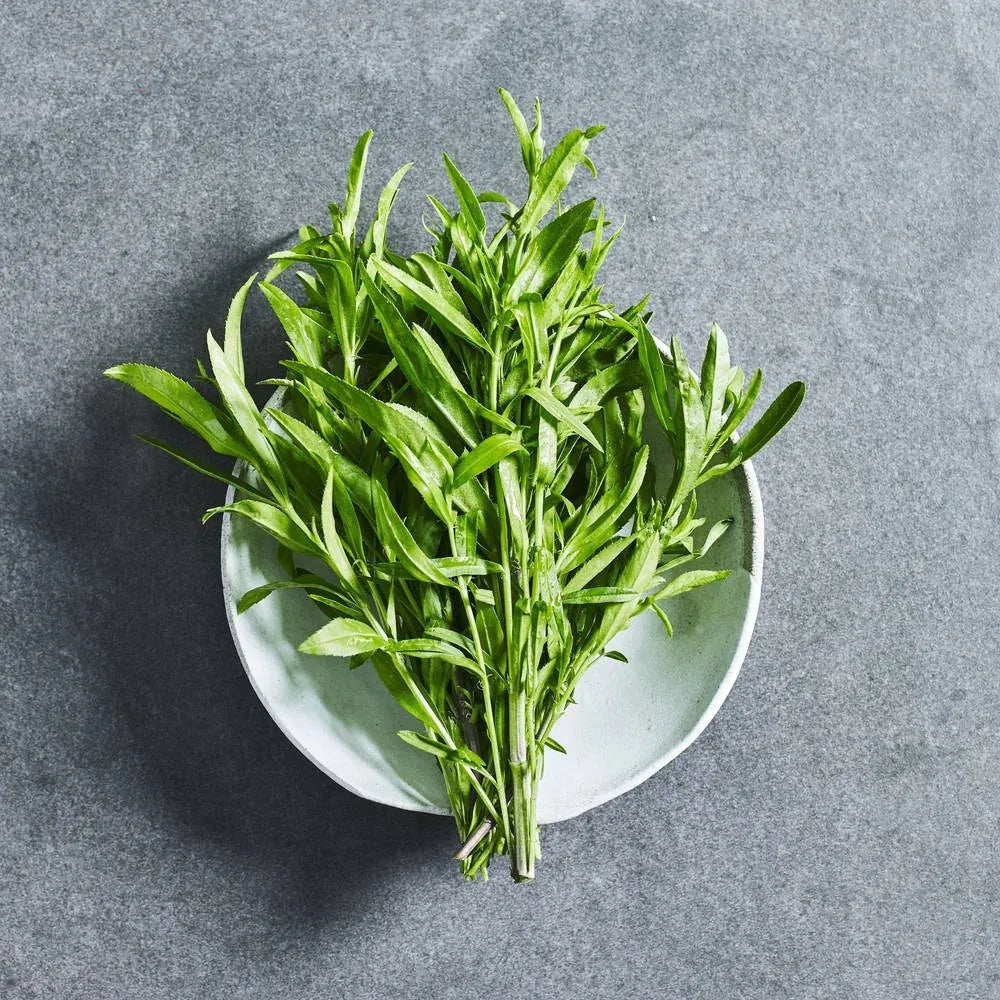 Green Tarragon herb seeds