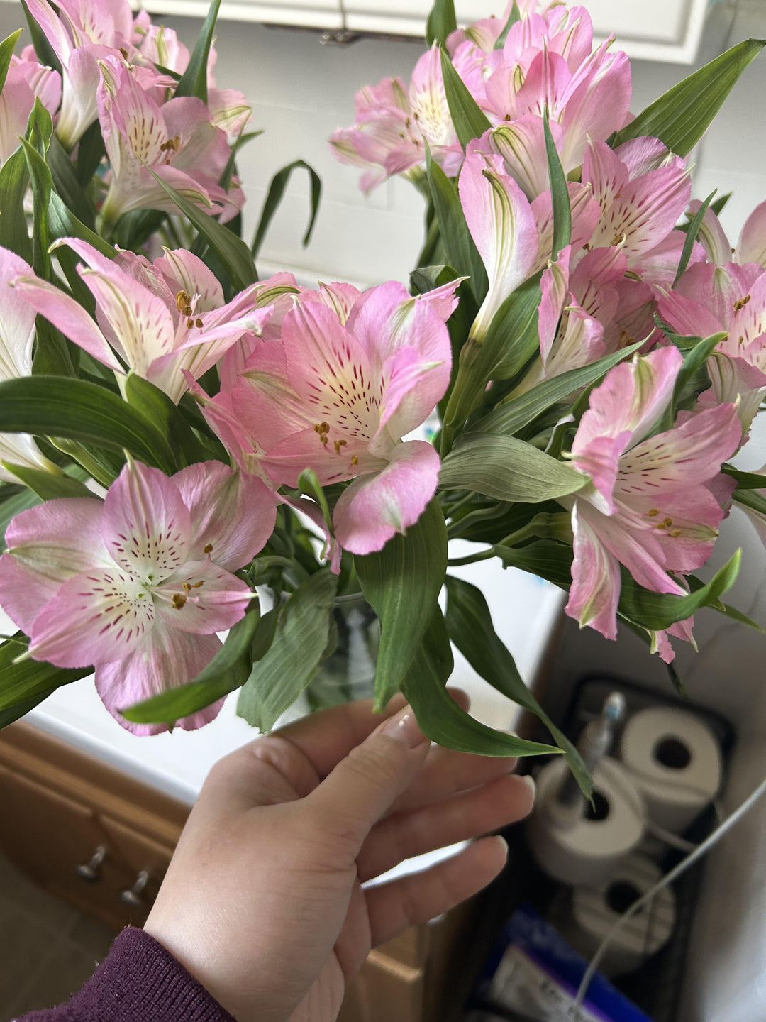 Light Pink Alstroemeria Flower Seeds for Planting – Heirloom, Non-GMO, High Germination Organic Garden Seeds
