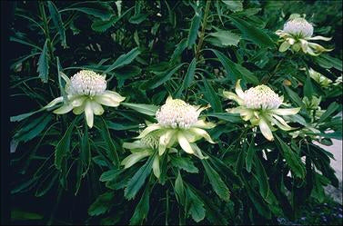 White Telopea Speciosissima Flower Seeds – Heirloom, Non-GMO, High Germination Organic Garden Seeds for Planting
