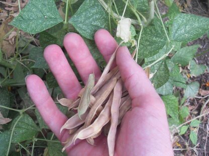 Brown Tepary Bean Seeds - Heirloom, Non-GMO, Organic Garden Seeds
