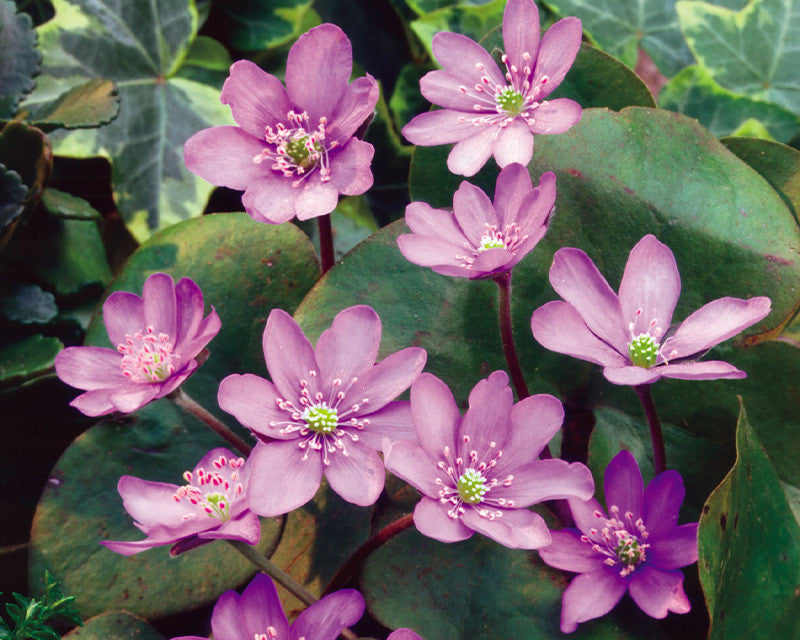 Hepatica Flower Seeds Pink – Heirloom, Non-GMO, High Germination Seeds