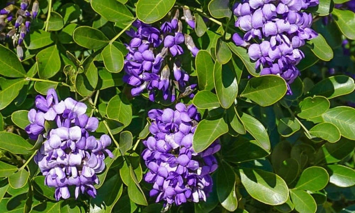 Laurel Flower Seeds Organic Purple – Heirloom, Non-GMO, High Germination Seeds