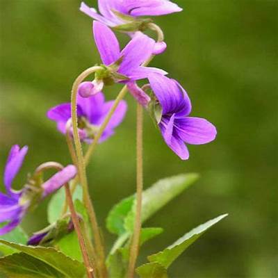 Viola Yedoensis Seeds – Heirloom Non-GMO High Germination Organic Garden Seeds