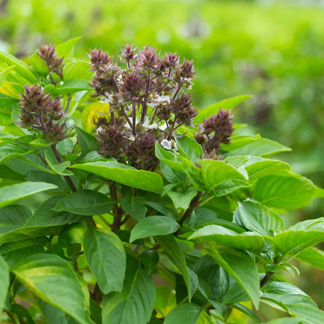 thai basil flower seeds