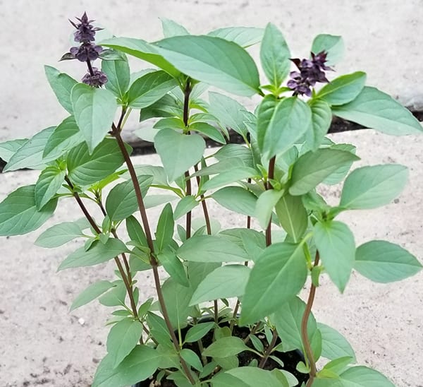 Sweet Basil Herb Seeds for Planting – Heirloom &amp; Non-GMO Essential for Culinary &amp; Medicinal Gardens Seeds
