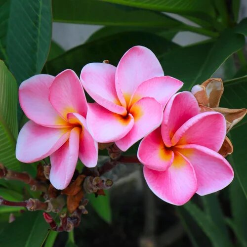 Freesia Flower Seeds Pink – Heirloom Non-GMO High Germination Organic Garden Seeds