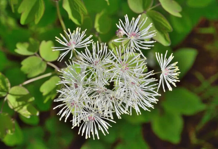 White Thalictrum Flower Seeds Heirloom Non-GMO High Germination Organic Garden Seeds for Planting