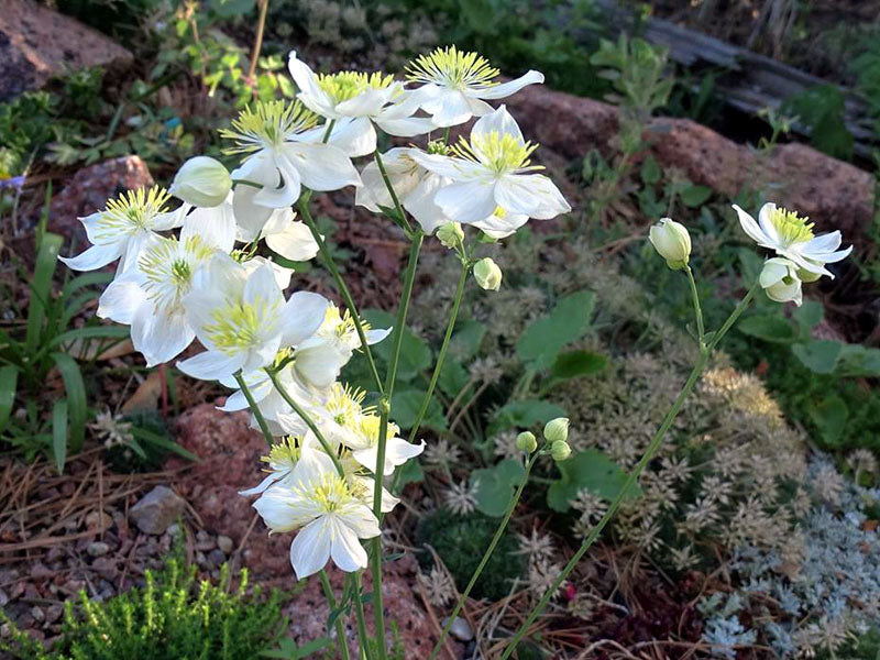 White Thalictrum Tuberosum Flower Seeds Heirloom Non-GMO High Germination Organic Garden Seeds for Planting