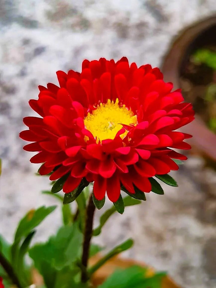 Red Aster Flower Seeds for Planting – Heirloom, Non-GMO, High Germination Seeds