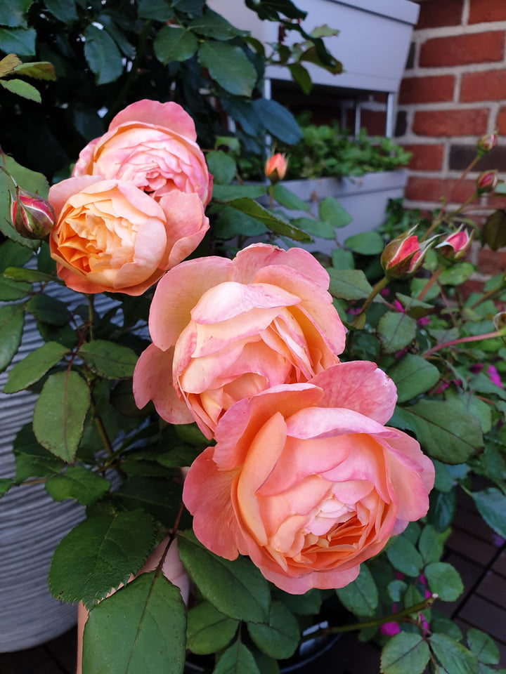 Hamilton Rose Flower Seeds for Planting – Heirloom Non-GMO High Germination Seeds