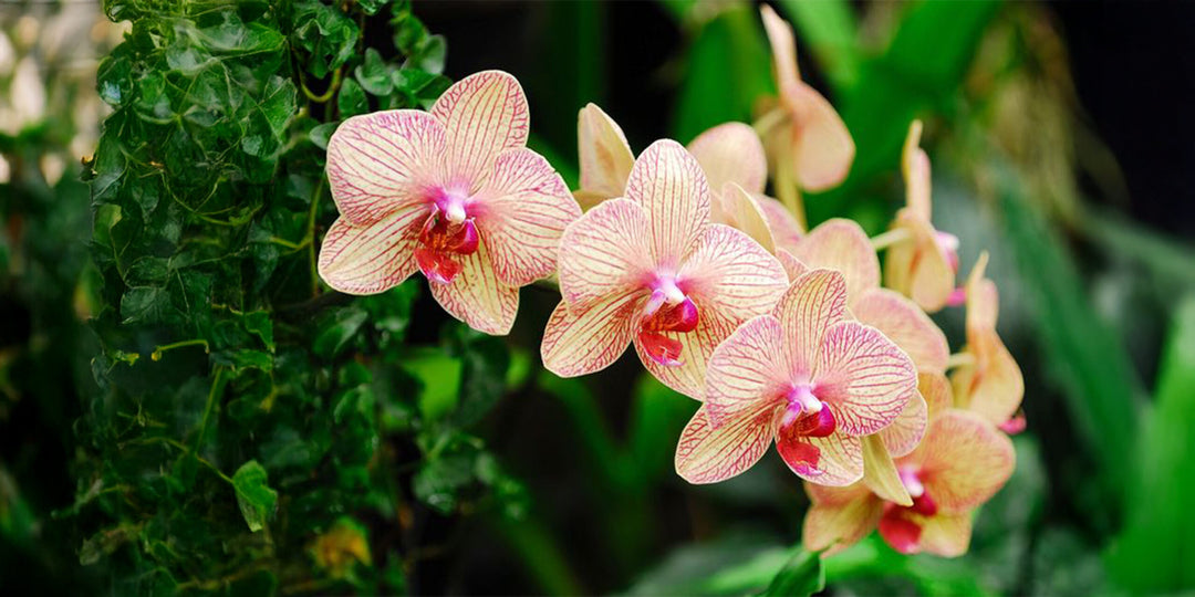 Orchid Flower Seeds Perennial – Heirloom, Non-GMO, High Germination Seeds