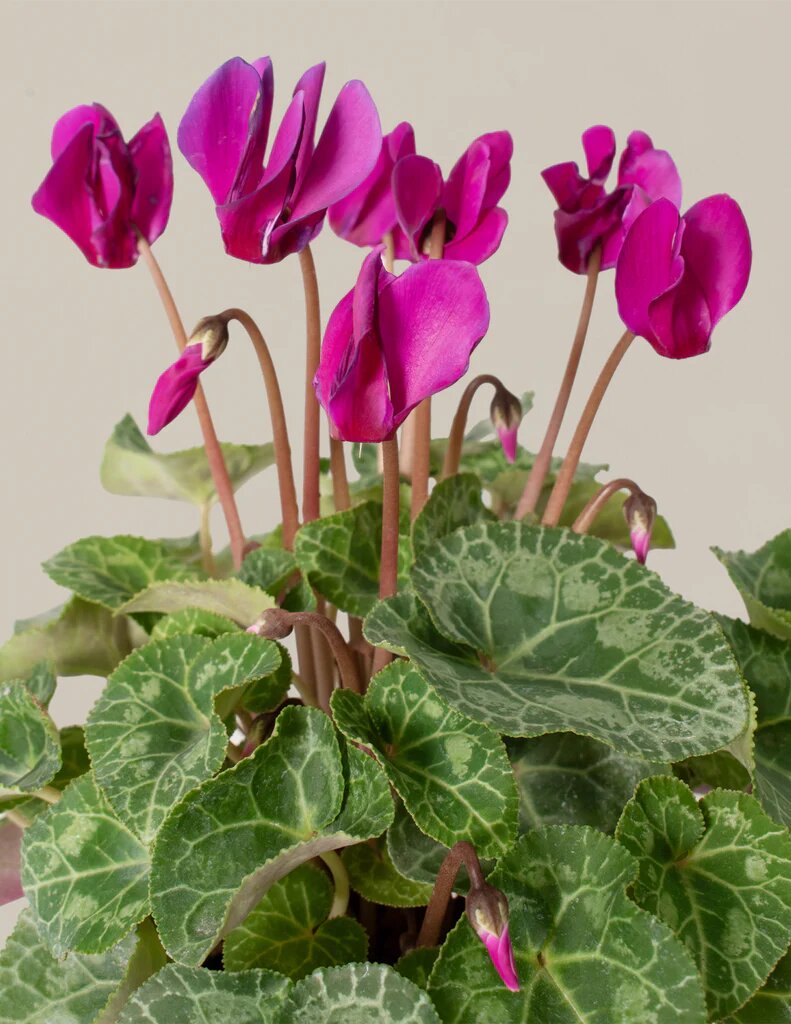 Cyclamen Flower Seeds Perennial Pink – Heirloom, Non-GMO, High Germination Organic Garden Seeds for Planting Seeds for Planting