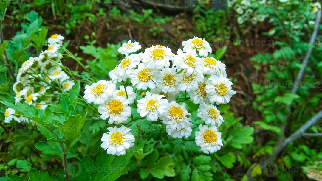 White Tanacetum Flower Seeds Heirloom Non-GMO High Germination Organic Garden Seeds for Planting