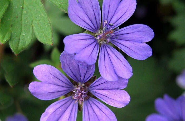 Geranium Pyrenaicum Flower Seeds – Heirloom, Non-GMO, High Germination Seeds