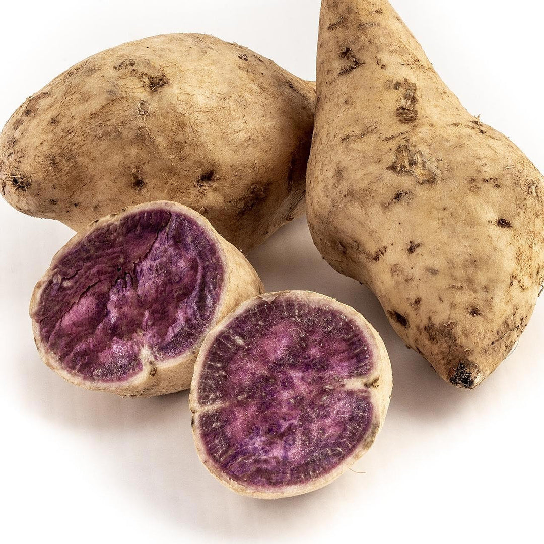 Okinawa Sweet Potato Seeds for Gardening – Heirloom, Non-GMO, High Germination Organic Garden Seeds