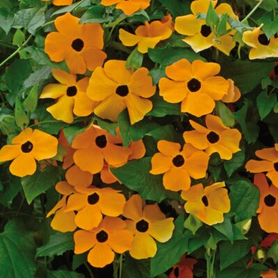 thunbergiasusieyellowblackeyeopenpollinatedheirloomnongmohighgerminationorganicgarden flower seeds