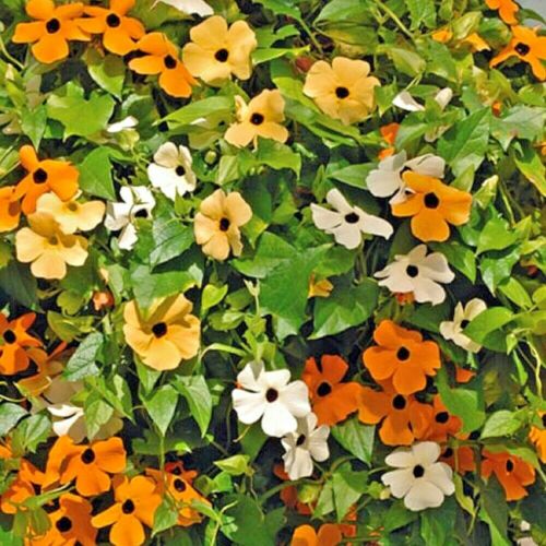 thunbergia alata flower seeds