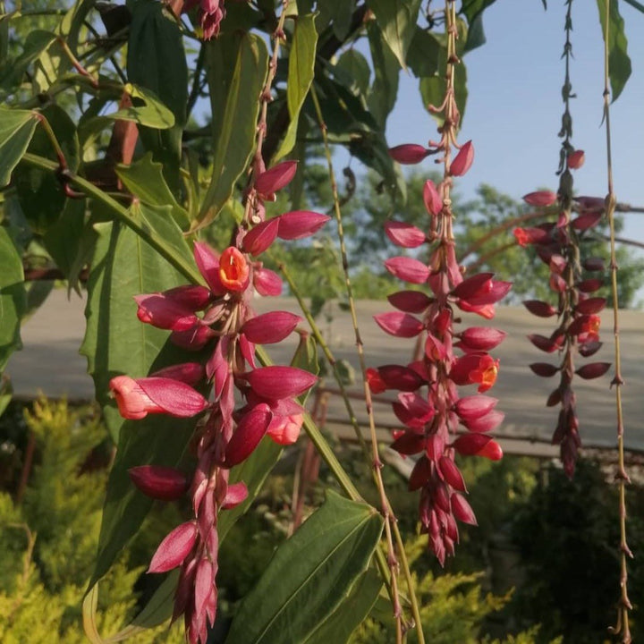 Rotbraune Thunbergia Coccinea Blumensamen – Alte Sorte, gentechnikfrei, keimstark