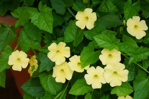 thunbergiasusieclearyellowimportedheirloomnongmohighgerminationorganicgarden flower seeds