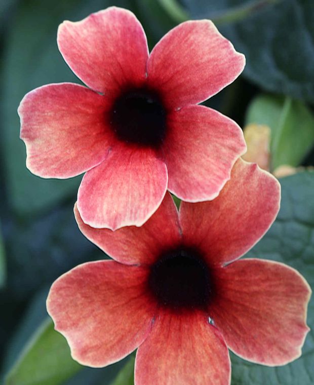 Red Gardenia Thunbergia Flower Seeds – Heirloom Non-GMO Organic High Germination