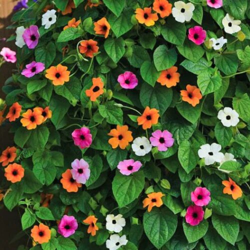 Mixed Thunbergia Flower Seeds – Heirloom, Non-GMO, High Germination Seeds