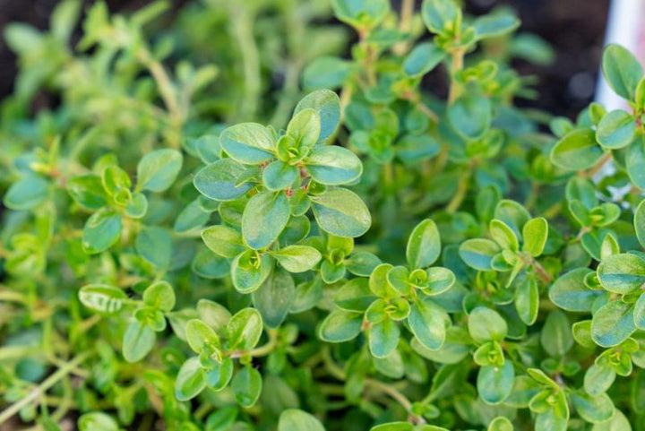 Thyme Herb Seeds for Planting – Heirloom Non-GMO, High Germination Organic Garden Seeds