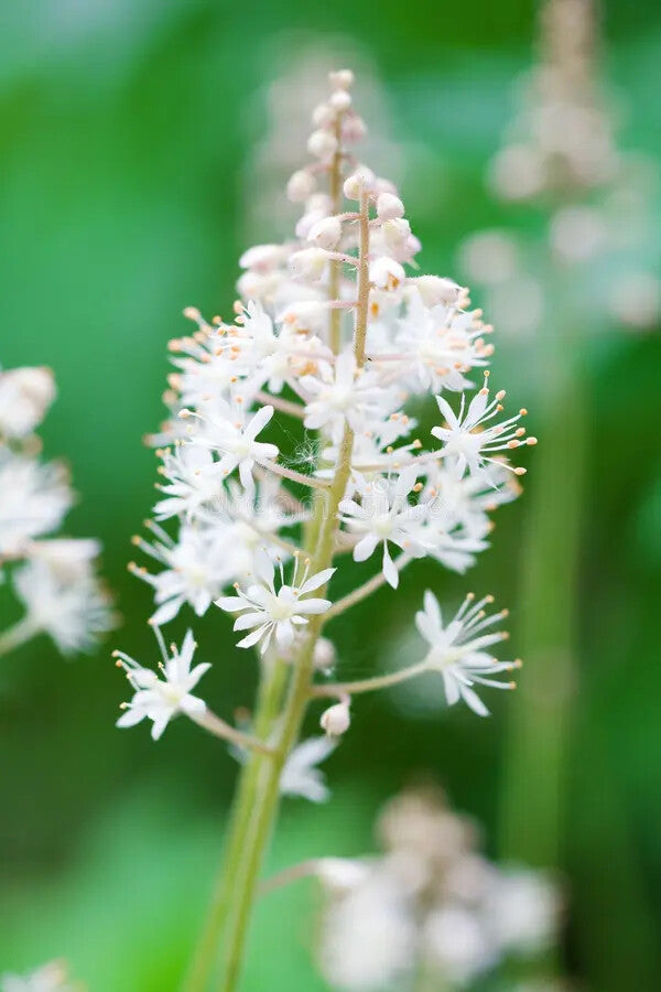 White Tiarella Cordifolia Flower Seeds Heirloom Non-GMO High Germination Organic Garden Seeds