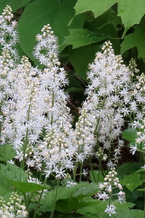 White Tiarella Cordifolia Flower Seeds Heirloom Non-GMO High Germination Organic Garden Seeds