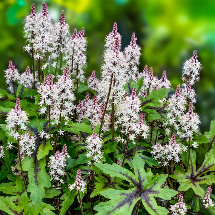 White Tiarella Wherryi Flower Seeds Heirloom Non-GMO High Germination Organic Garden Seeds