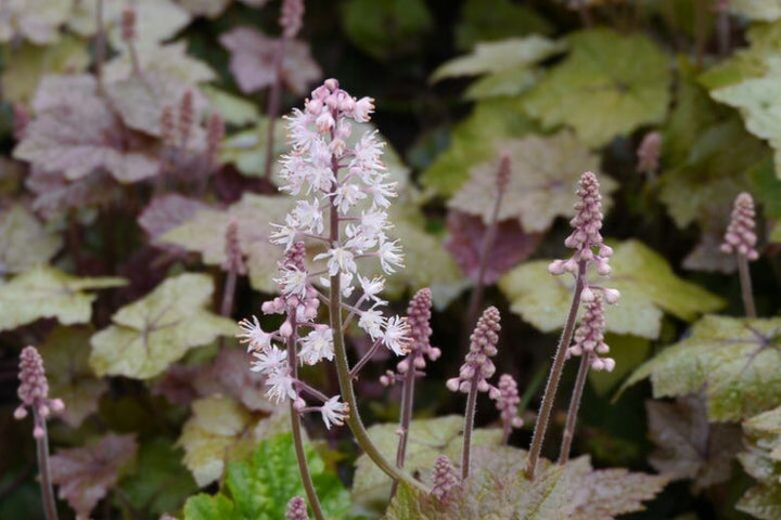 White Tiarella Wherryi Flower Seeds Heirloom Non-GMO High Germination Organic Garden Seeds