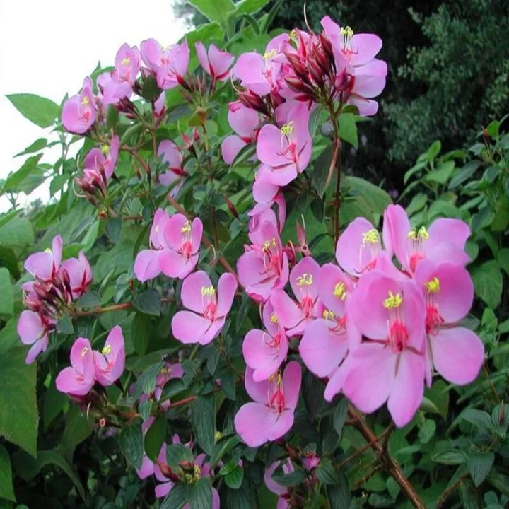 Tibouchina Flower Seeds Pink Heirloom Non-GMO High Germination Organic Garden Seeds