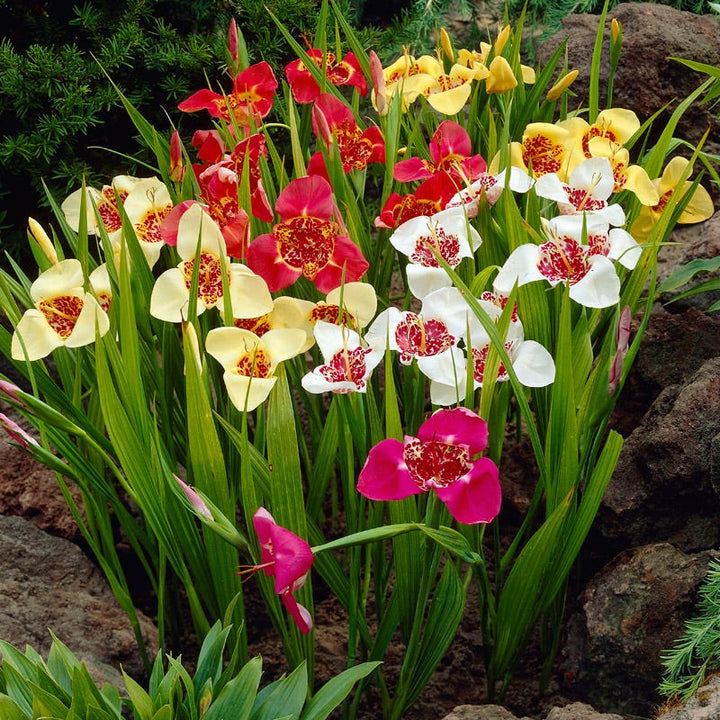 Mixed Tigridia Flower Seeds – Heirloom, Non-GMO, High Germination Seeds