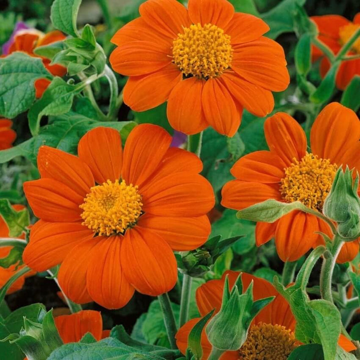 Orange Tithonia Flower Seeds – Heirloom, Non-GMO, High Germination Seeds