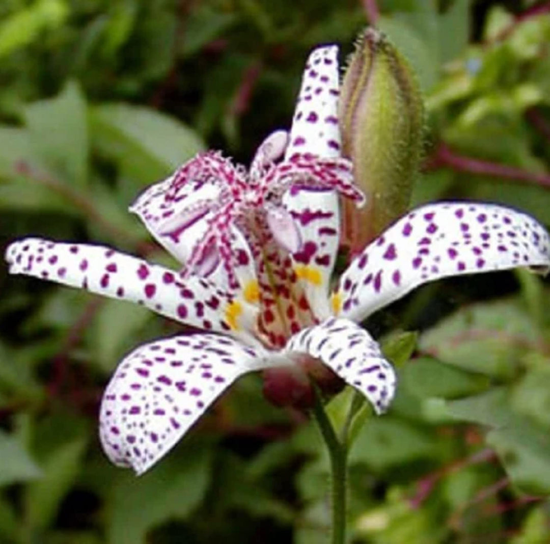 toad lily flower seeds