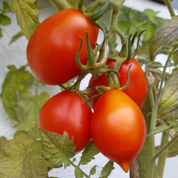 Piennolo Tomato Seeds – Heirloom, Non-GMO, High Germination Seeds for Seeds