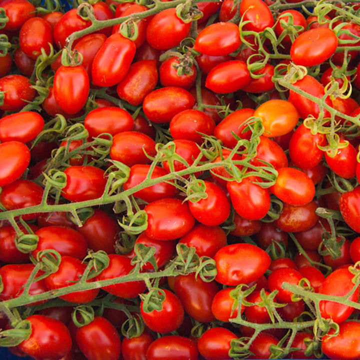 Datterino Seeds for Planting – Heirloom, Non-GMO, High Germination, Organic Garden Seeds