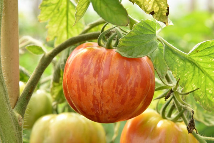 Striped Stuffer Tomato Seeds for Planting – Heirloom Non GMO High Yield Seeds