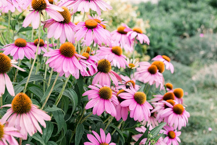 Pink Cone Flower Seeds for Planting – Heirloom Non-GMO High Germination Seeds