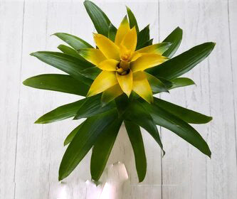 Yellow Bromeliad Flower Seeds – Heirloom, Non-GMO, High Germination, Organic Garden Seeds