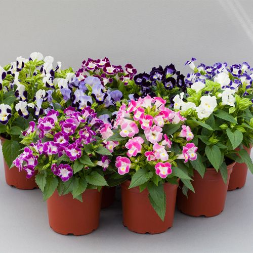 Mixed Torenia Flower Seeds – Heirloom, Non-GMO, High Germination Seeds