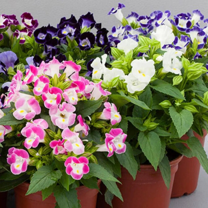 Mixed Torenia Flower Seeds – Heirloom, Non-GMO, High Germination Seeds