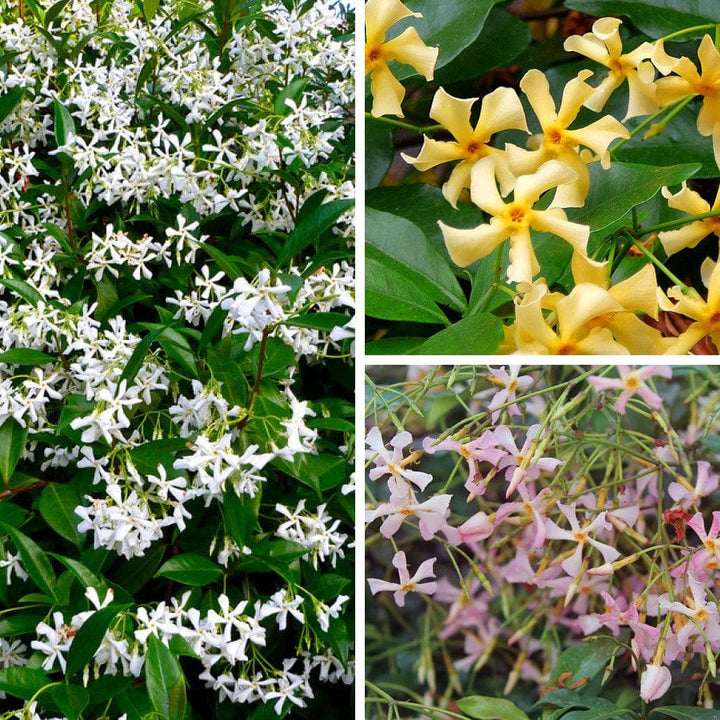 Mixed Jasminum Flower Seeds – Heirloom, Non-GMO, High Germination Seeds