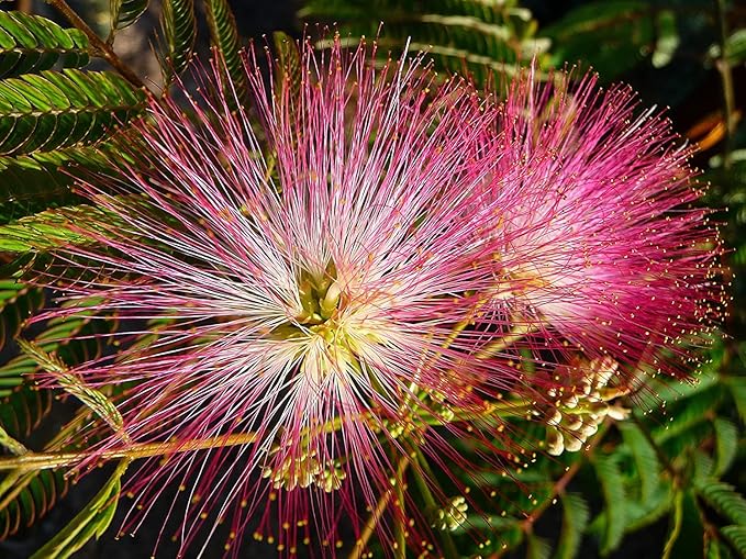 tree albizia flower seeds