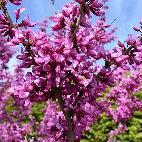 tree bauhinia flower seeds
