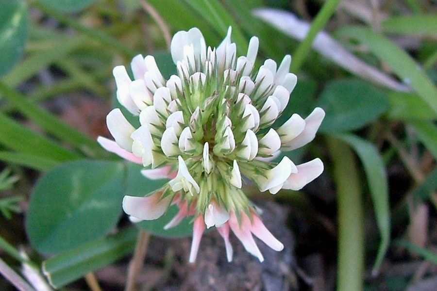 White Trifolium Alpestre Flower Seeds – Heirloom, Non-GMO, High Germination Organic Seeds